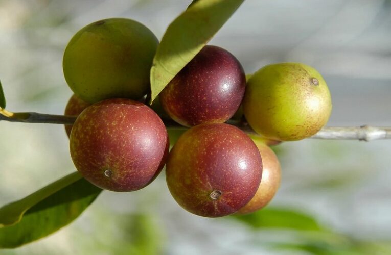 Camu Camu i njegova stvarna vrijednost